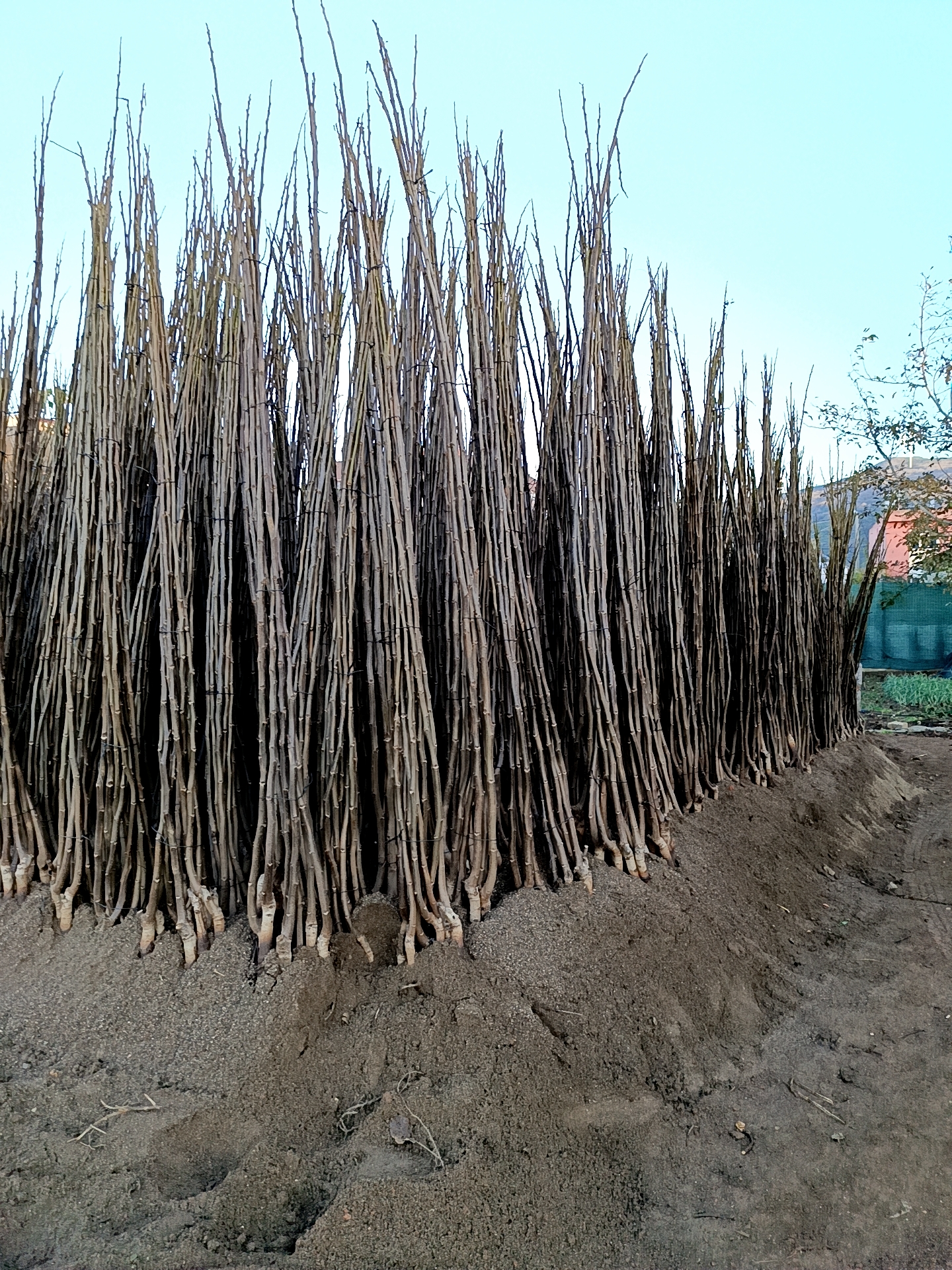 FERNETTE CEVİZ FİDANI